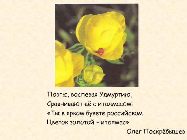 Поэты, воспевая Удмуртию, Сравнивают её с италмасом: «Ты в ярком букете российском Цветок золотой – италмас» Олег Поскрёбышев 