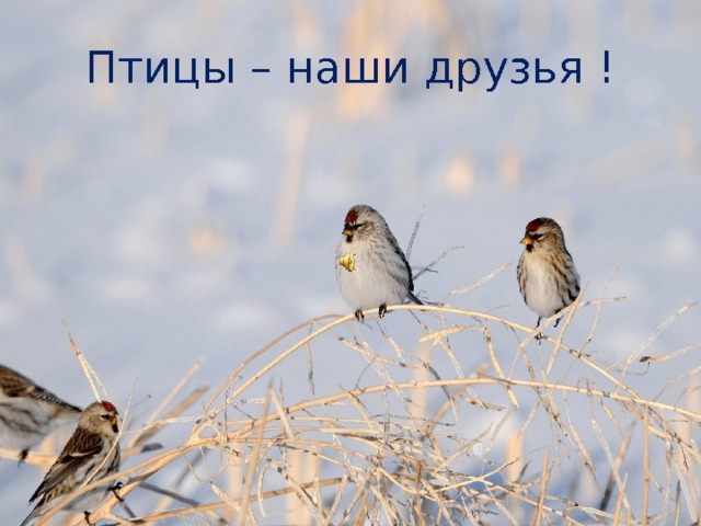 Птицы – наши друзья ! 