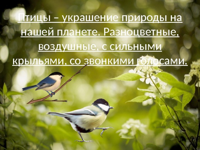 Птицы – украшение природы на нашей планете. Разноцветные, воздушные, с сильными крыльями, со звонкими голосами. 