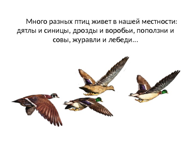          Много разных птиц живет в нашей местности: дятлы и синицы, дрозды и воробьи, поползни и совы, журавли и лебеди...   