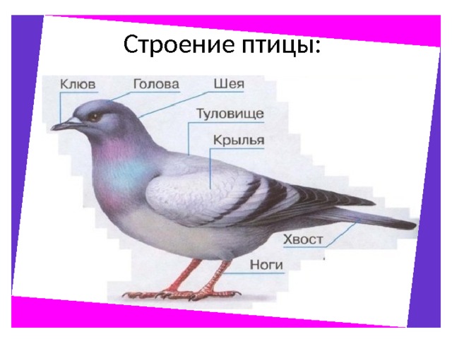 Строение птицы: 