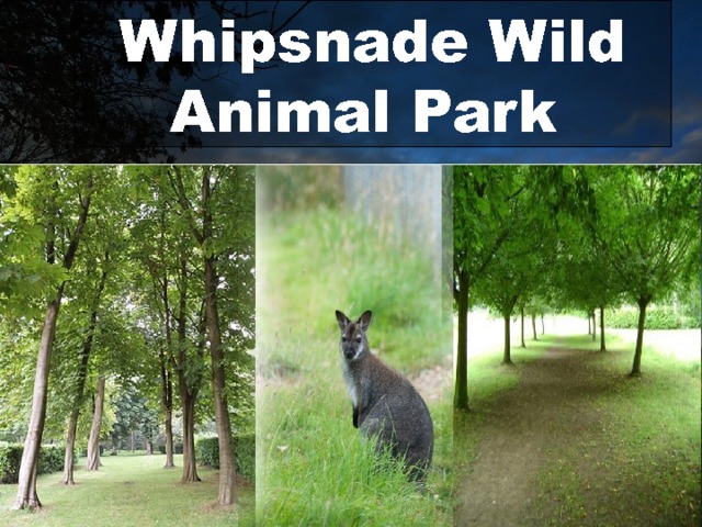 Whipsnade Wild Animal Park  