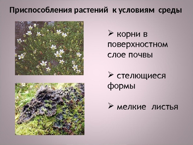 Приспособления растений к условиям среды  корни в поверхностном слое почвы   стелющиеся формы   мелкие листья    