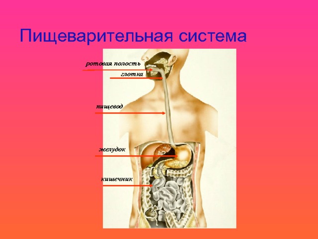 Пищеварительная система ротовая полость глотка пищевод желудок кишечник 11 