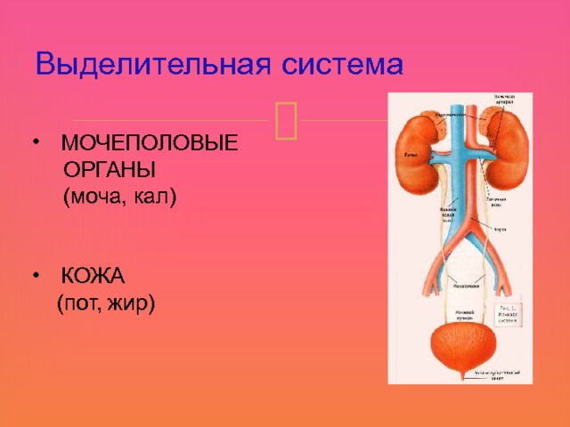 Выделительная система МОЧЕПОЛОВЫЕ  ОРГАНЫ  (моча, кал) КОЖА  (пот, жир) 11 