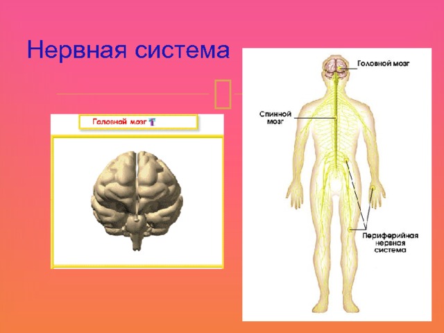 Нервная система 11 