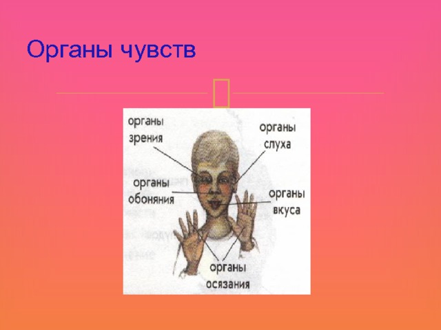 Органы чувств 11 