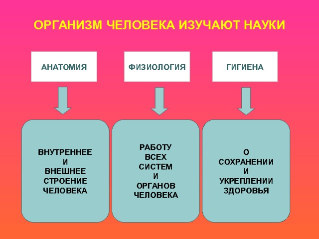 ОРГАНИЗМ ЧЕЛОВЕКА ИЗУЧАЮТ НАУКИ   ФИЗИОЛОГИЯ ГИГИЕНА АНАТОМИЯ РАБОТУ ВНУТРЕННЕЕ  И  ВНЕШНЕЕ  СТРОЕНИЕ  ЧЕЛОВЕКА О  СОХРАНЕНИИ  И  УКРЕПЛЕНИИ  ЗДОРОВЬЯ ВСЕХ СИСТЕМ И ОРГАНОВ ЧЕЛОВЕКА 11 