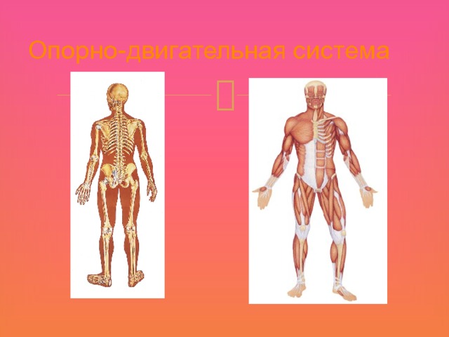 Опорно-двигательная система  