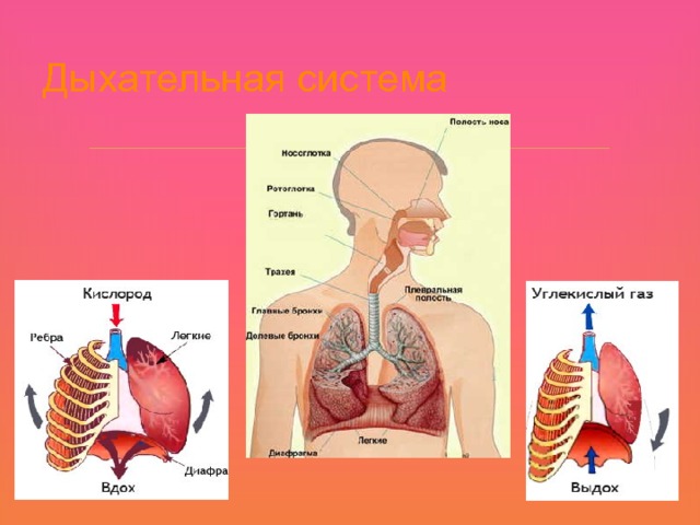 Дыхательная система  