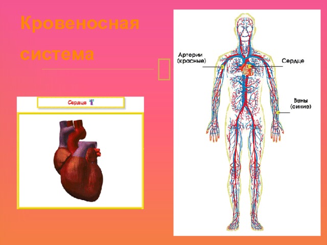 Кровеносная система 