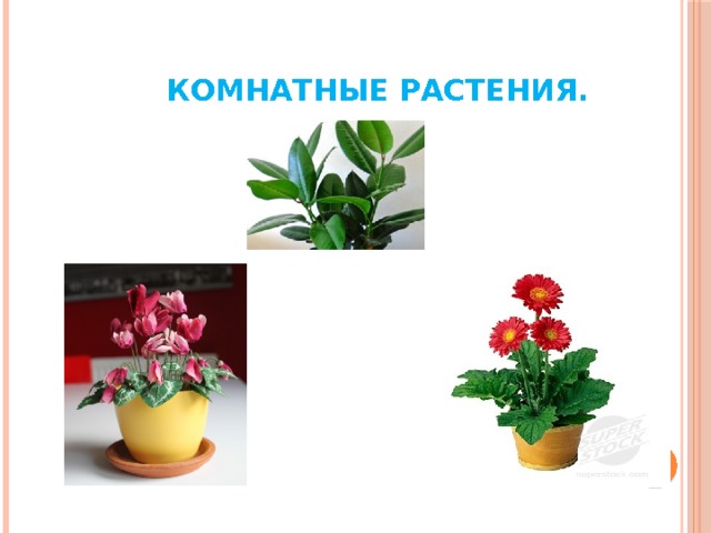  Комнатные растения. 