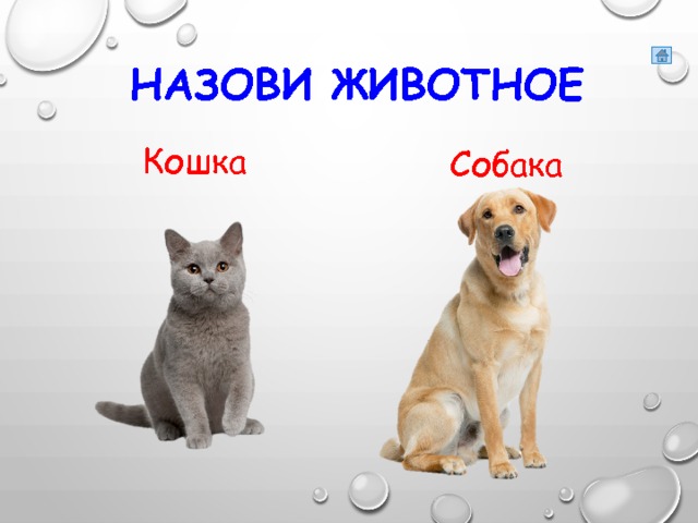 Назови животное Кошка Собака 