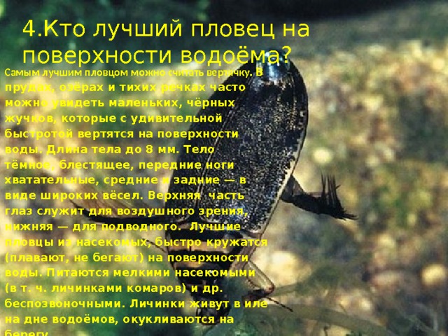 4.Кто лучший пловец на поверхности водоёма? Самым лучшим пловцом можно считать вертячку. В прудах, озёрах и тихих речках часто можно увидеть маленьких, чёрных жучков, которые с удивительной быстротой вертятся на поверхности воды. Длина тела до 8 мм. Тело тёмное, блестящее, передние ноги хватательные, средние и задние — в виде широких вёсел. Верхняя часть глаз служит для воздушного зрения, нижняя — для подводного. Лучшие пловцы из насекомых, быстро кружатся (плавают, не бегают) на поверхности воды. Питаются мелкими насекомыми (в т. ч. личинками комаров) и др. беспозвоночными. Личинки живут в иле на дне водоёмов, окукливаются на берегу. й 