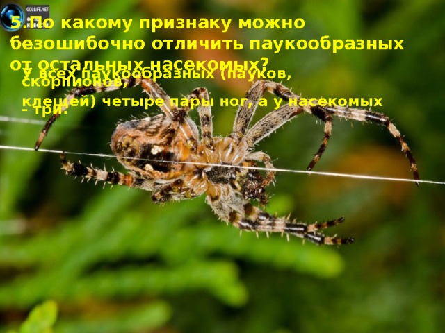 5.По какому признаку можно безошибочно отличить паукообразных от остальных насекомых? У всех паукообразных (пауков, скорпионов, клещей) четыре пары ног, а у насекомых - три.  