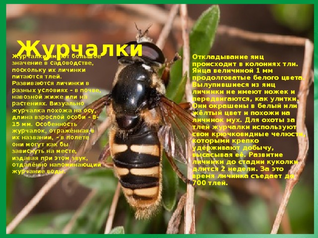  Журчалки Откладывание яиц происходит в колониях тли. Яйца величиной 1 мм продолговатые белого цвета. Вылупившиеся из яиц личинки не имеют ножек и передвигаются, как улитки. Они окрашены в белый или жёлтый цвет и похожи на личинок мух. Для охоты за тлей журчалки используют свои крючковидные челюсти, которыми крепко удерживают добычу, высасывая её. Развитие личинки до стадии куколки длится 2 недели. За это время личинка съедает до 700 тлей.    Журчалки имеют большое значение в садоводстве, поскольку их личинки питаются тлей. Развиваются личинки в разных условиях – в почве, навозной жиже или на растениях. Визуально журчалка похожа на осу, длина взрослой особи – 8- 15 мм. Особенность журчалок, отражённая в их названии, – в полете они могут как бы зависнуть на месте, издавая при этом звук, отдалённо напоминающий журчание воды.    