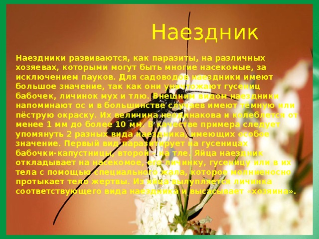  Наездник Наездники развиваются, как паразиты, на различных хозяевах, которыми могут быть многие насекомые, за исключением пауков. Для садоводов наездники имеют большое значение, так как они уничтожают гусениц бабочек, личинок мух и тлю. Внешним видом наездники напоминают ос и в большинстве случаев имеют тёмную или пёструю окраску. Их величина неодинакова и колеблется от менее 1 мм до более 10 мм. В качестве примера следует упомянуть 2 разных вида наездника, имеющих особое значение. Первый вид паразитирует на гусеницах бабочки-капустницы, второй – на тле. Яйца наездник откладывает на насекомое, его личинку, гусеницу или в их тела с помощью специального жала, которое молниеносно протыкает тело жертвы. Из яйца вылупляется личинка соответствующего вида наездника и высасывает «хозяина».   