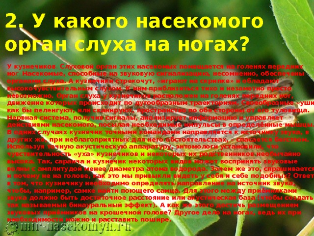 2. У какого насекомого орган слуха на ногах? У кузнечиков . Слуховой орган этих насекомых помещается на голенях передних но г.  Насекомые, способные на звуковую сигнализацию, несомненно, обеспечены органами слуха. А кузнечики стрекочут, «играют на скрипке» и обладают высокочувствительным слухом. К ним приблизиться тихо и незаметно просто невозможно. Орган слуха у кузнечиков расположен на голенях передних ног, движение которых происходит по дугообразным траекториям. Своеобразные «уши» как бы пеленгуют, или сканируют, пространство по обе стороны от его туловища. Нервная система, получив сигналы, анализирует информацию и управляет действиями насекомого, посылая необходимые импульсы в определённые мышцы. В одних случаях кузнечик точными командами направляется к источнику звука, в других же, при неблагоприятных для него обстоятельствах, – спасается бегством. Используя точную акустическую аппаратуру, энтомологи установили, что чувствительность «уха» кузнечиков и некоторых их родственников необычайно высока. Так, саранча и кузнечик некоторых видов может воспринять звуковые волны с амплитудой менее диаметра атома водорода. Зачем же это, спрашивается, и почему не на голове, как это мы привыкли видеть у себя и себе подобных? Ответ в том, что кузнечику необходимо определять направление на источник звука, чтобы, например, самке найти поющего самца. Для этого между приёмниками звука должно быть достаточное расстояние или акустическая база (чтобы создать так называемый бинауральный эффект). А как же этого достичь размещением звуковых приёмников на крошечной голове? Другое дело на ногах, ведь их при необходимости можно и расставить пошире.  