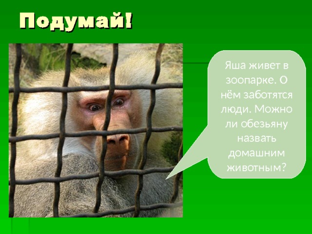 Подумай! Яша живет в зоопарке. О нём заботятся люди. Можно ли обезьяну назвать домашним животным? 