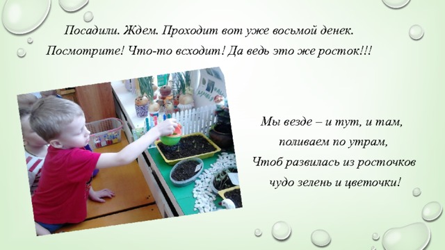 Посадили. Ждем. Проходит вот уже восьмой денек. Посмотрите! Что-то всходит! Да ведь это же росток!!! Мы везде – и тут, и там, поливаем по утрам, Чтоб развилась из росточков  чудо зелень и цветочки! 