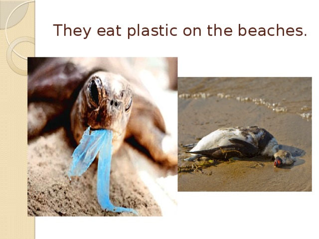 They eat plastic on the beaches. 