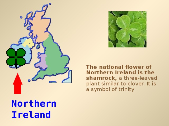 The national flower of Northern Ireland is the shamrock, a three-leaved plant similar to clover. It is a symbol of trinity Northern Ireland