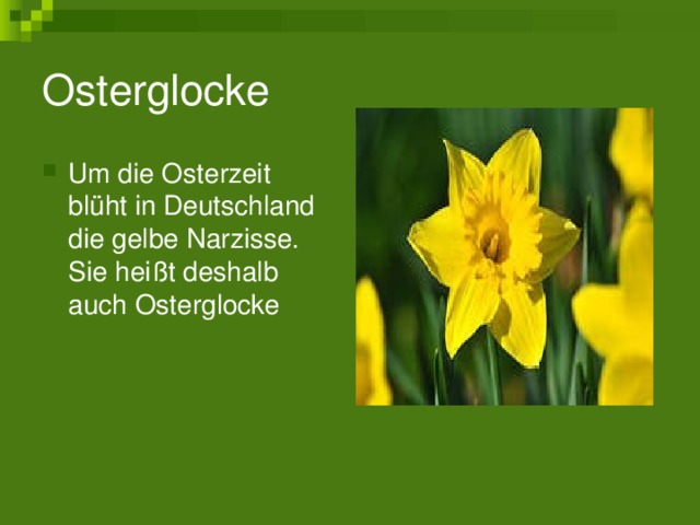 Osterglocke