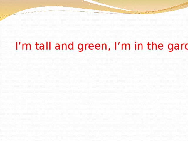 I’m tall and green, I’m in the garden.