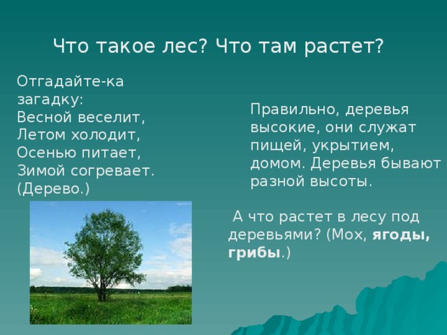 Что такое лес? Что там растет? Отгадайте-ка загадку: Весной веселит,  Летом холодит,  Осенью питает,  Зимой согревает. (Дерево.) Правильно, деревья высокие, они служат пищей, укрытием, домом. Деревья бывают разной высоты. Правильно, деревья высокие, они служат пищей, укрытием, домом. Деревья бывают разной высоты.   А что растет в лесу под деревьями? (Мох, ягоды, грибы .)