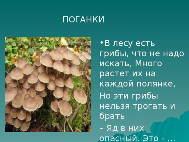 ПОГАНКИ В лесу есть грибы, что не надо искать, Много растет их на каждой полянке, Но эти грибы нельзя трогать и брать – Яд в них опасный. Это - …