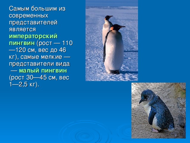 Самым большим из современных представителей является императорский пингвин (рост — 110—120 см, вес до 46 кг), самые мелкие — представители вида  — малый пингвин (рост 30—45 см, вес 1—2,5 кг).