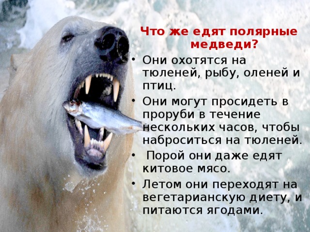 Что же едят полярные медведи?