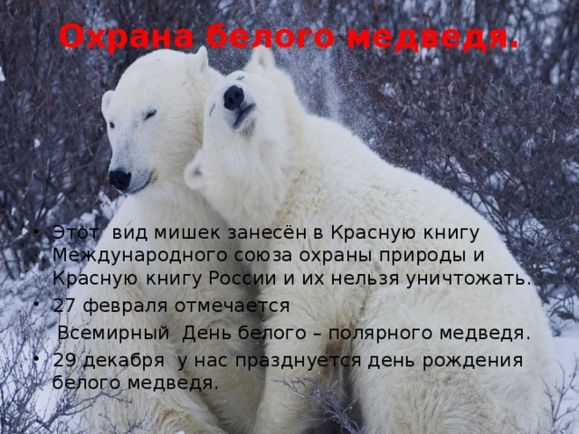 Охрана белого медведя.   Этот вид мишек занесён в Красную книгу Международного союза охраны природы и Красную книгу России и их нельзя уничтожать. 27 февраля отмечается  Всемирный День белого – полярного медведя.