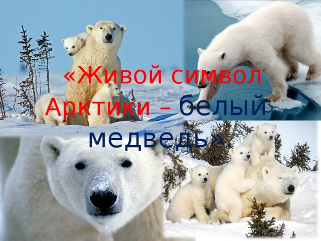 «Живой символ Арктики – белый медведь».