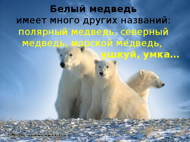 Белый медведь  имеет много других названий:  полярный медведь, северный медведь, морской медведь,   ушкуй,  умка…
