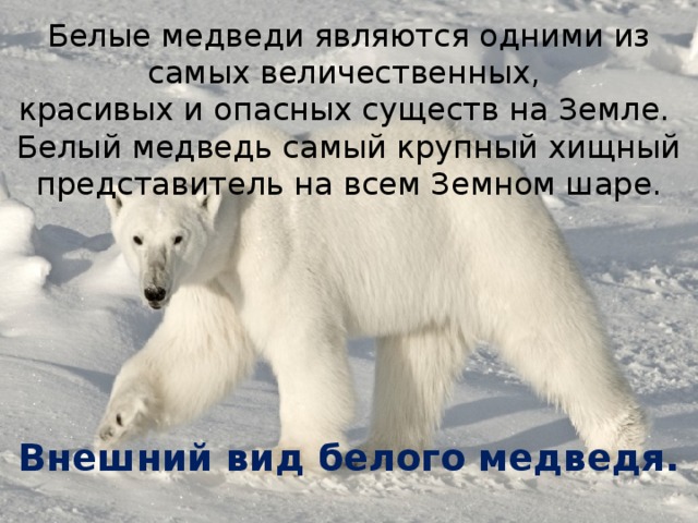 Белые медведи являются одними из самых величественных,  красивых и опасных существ на Земле.   Белый медведь самый крупный хищный представитель на всем Земном шаре.   Внешний вид белого медведя.