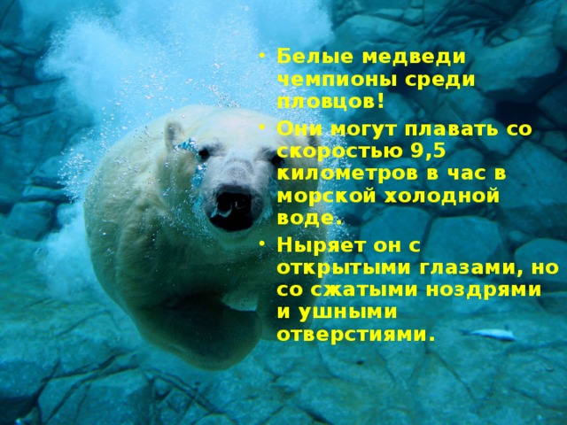 Белые медведи чемпионы среди пловцов!  Они могут плавать со скоростью 9,5 километров в час в морской холодной воде. Ныряет он с открытыми глазами, но со сжатыми ноздрями и ушными отверстиями.