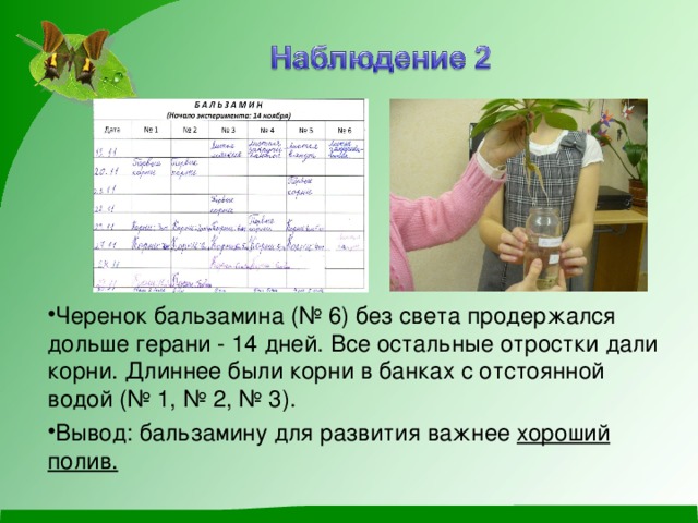 Черенок бальзамина (№ 6) без света продержался дольше герани - 14 дней. Все остальные отростки дали корни. Длиннее были корни в банках с отстоянной водой (№ 1, № 2, № 3). Вывод: бальзамину для развития важнее хороший полив.