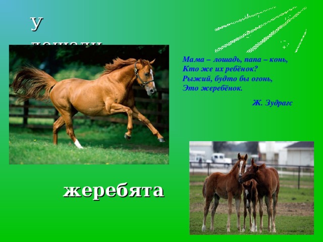 У лошади…  Мама – лошадь, папа – конь,  Кто же их ребёнок?  Рыжий, будто бы огонь,  Это жеребёнок.  Ж. Зудрагс   жеребята