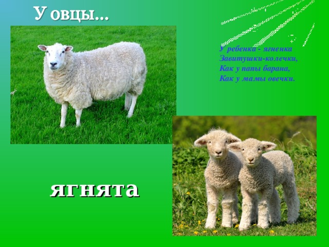 У ребенка - ягненка Завитушки-колечки, Как у папы барана, Как у мамы овечки. ягнята