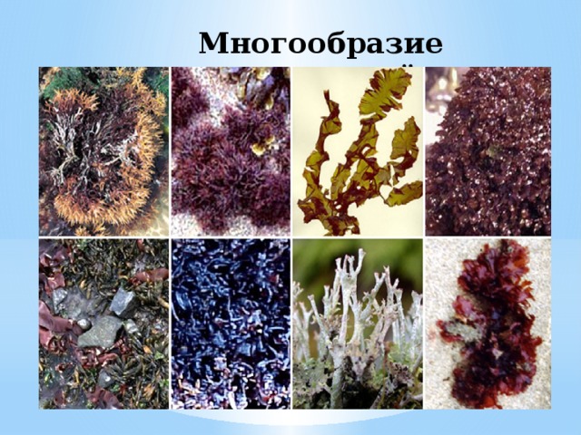 Многообразие водорослей
