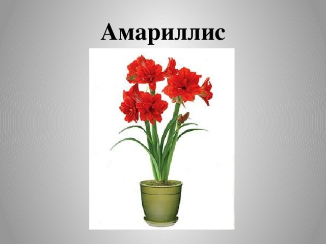 Амариллис