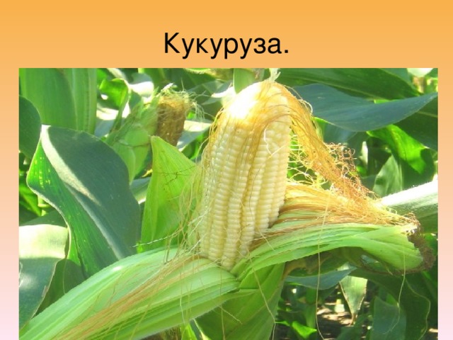 Кукуруза.