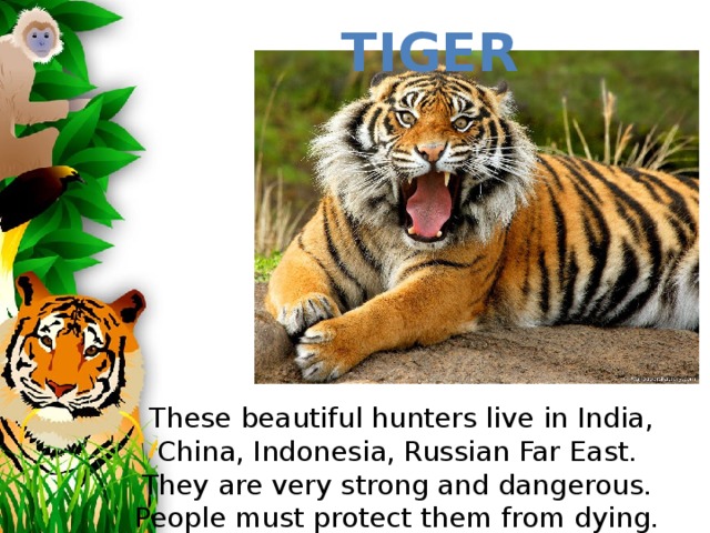 Tiger  These beautiful hunters live in India, China, Indonesia, Russian Far East. They are very strong and dangerous. People must protect them from dying.