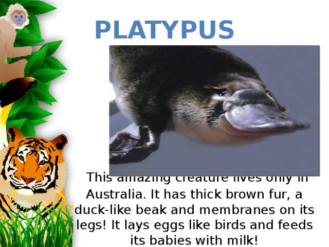 Platypus  This amazing creature lives only in Australia. It has thick brown fur, a duck-like beak and membranes on its legs! It lays eggs like birds and feeds its babies with milk!