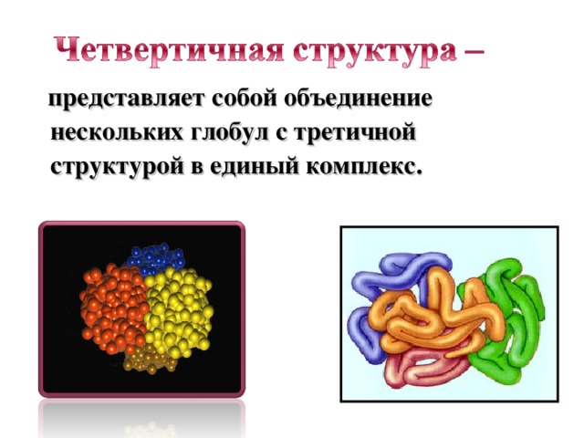 Структура белка представленная глобулой. Четвертичная структура белка объединение нескольких. Глобула. Третичная структура белка представлена глобулой. Третичная и четвертичная структура белка.