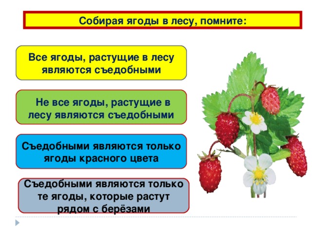 Собирая ягоды в лесу, помните: Все ягоды, растущие в лесу являются съедобными  Не все ягоды, растущие в лесу являются съедобными Съедобными являются только ягоды красного цвета Съедобными являются только те ягоды, которые растут рядом с берёзами