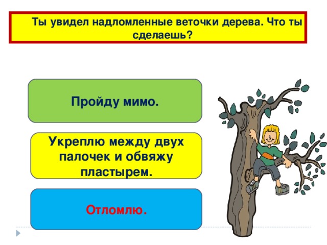 Ты увидел надломленные веточки дерева. Что ты  сделаешь? Пройду мимо. Укреплю между двух палочек и обвяжу пластырем. Отломлю.