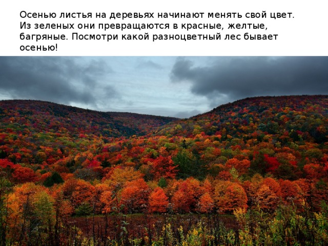 Осенью листья на деревьях начинают менять свой цвет. Из зеленых они превращаются в красные, желтые, багряные. Посмотри какой разноцветный лес бывает осенью!