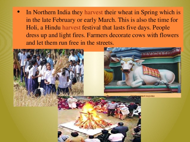 In Northern India they harvest their wheat in Spring which is in the late February or early March. This is also the time for Holi, a Hindu harvest festival that lasts five days. People dress up and light fires. Farmers decorate cows with flowers and let them run free in the streets.